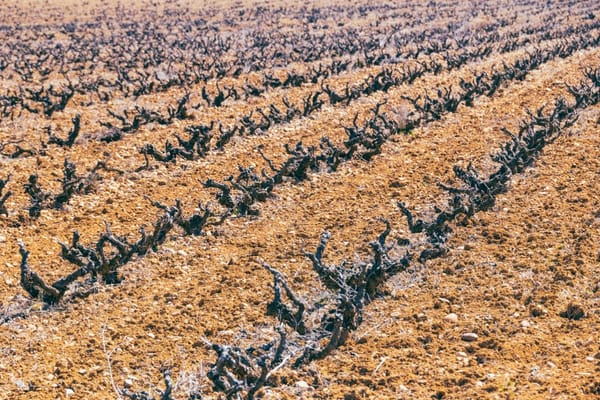 Ruta del Vino Cigales: visitamos el reino del clarete