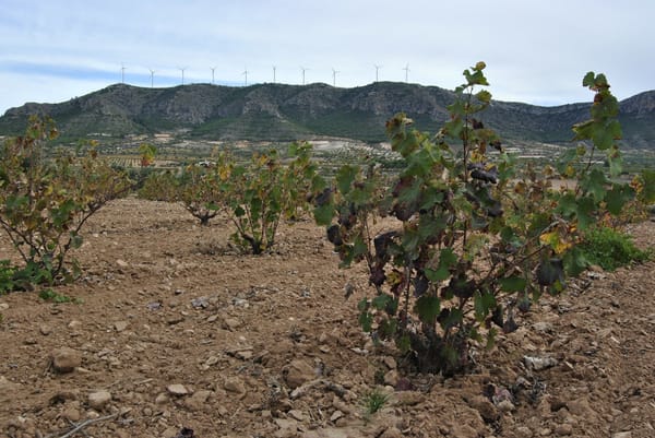 Descubriendo los vinos de Jumilla