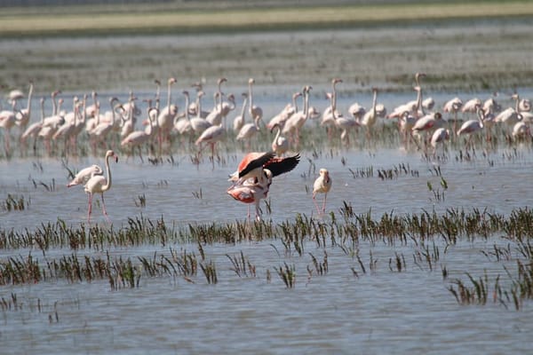 Parque Nacional de Doñana: lo que debes saber antes de tu visita