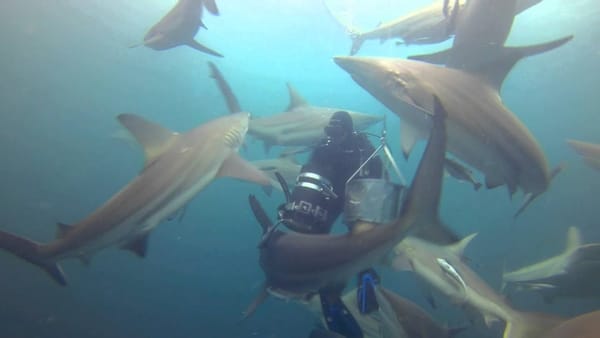 9 destinos para nadar con tiburones