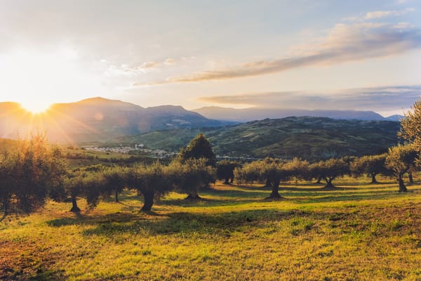 La gran historia de amor de Cataluña y sus aceites