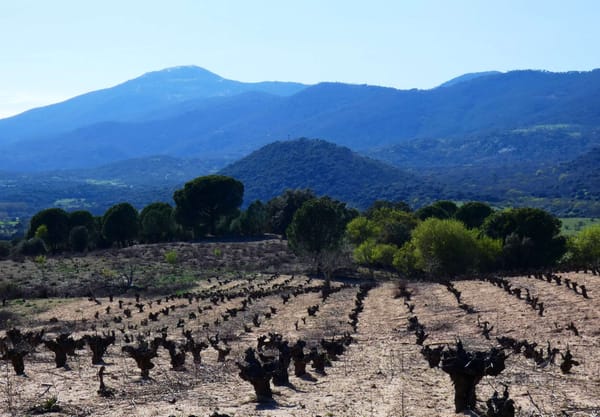 Vinos de Madrid, buscando recuperar el prestigio perdido