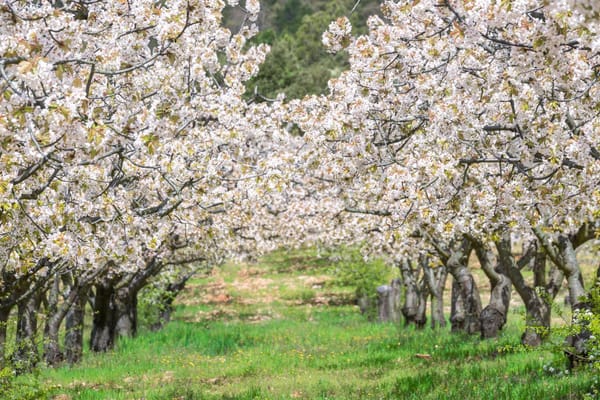 El Valle del Jerte y los cerezos en flor