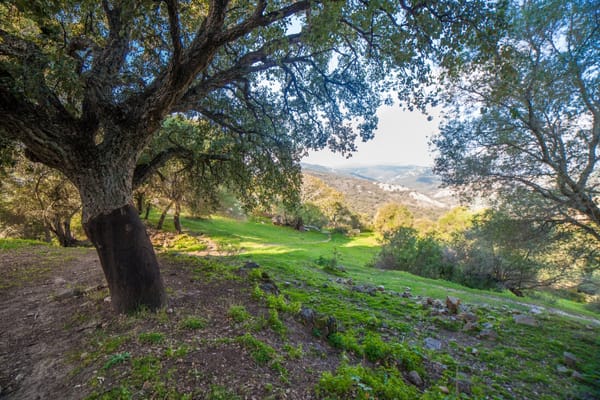 Descubriendo el Parque Natural Los Alcornocales