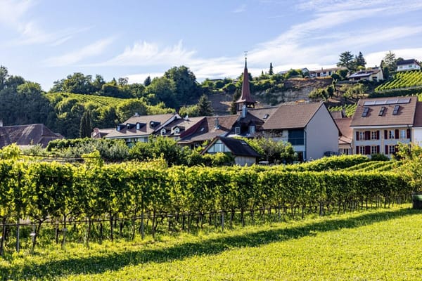 Vinos de Vully, el secreto vinícola de Suiza