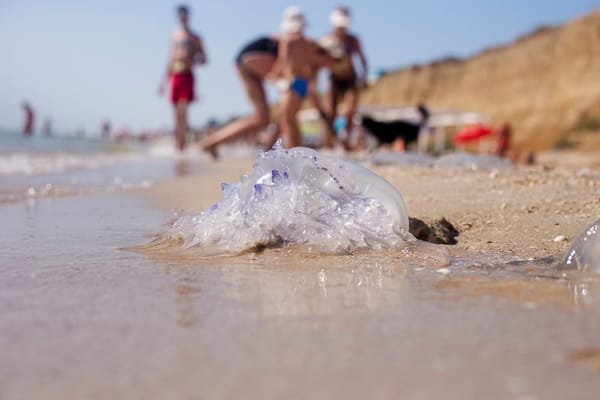 Las playas con más medusas de España